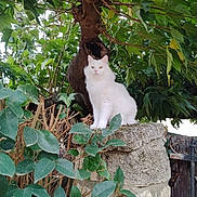 Schester a rejoint le concours — aidez-le/la à gagner de superbes lots ! animal, cat, curious, daylight, feline, fluffy, garden, greenery, leaves, mammal, nature, outdoor, pet, plant, sitting, stone_wall, tree, white_cat, wildlife, wood