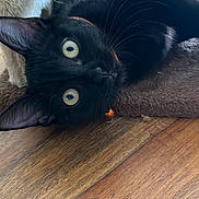 Ubiss participe au concours pour gagner de l'argent avec cette photo : abyssinian, animal, architecture, blackcat, building, cat, chair, couch, furniture, hardwood, indoors, interiordesign, kitten, livingroom, manx, pet, plywood, room, stainedwood, wood