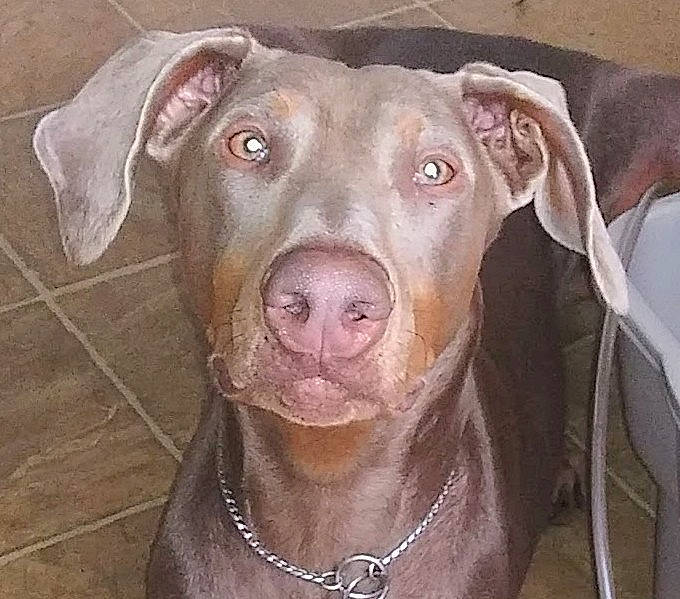 Dovie The Doberdemon is registered to the contest to win money with this photo: borador, canidae, carnivore, companion_dog, dog, dog_breed, fawn, fur, hunting_dog, jaw, labrador_retriever, liver, natural_material, non_sporting_group, pet_supply, snout, sporting_group, terrestrial_animal, whiskers, working_animal