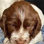 Vic a rejoint le concours — aidez-le/la à gagner de superbes lots ! animal, bulldog, canine, cat, cockerspaniel, dog, goat, hound, labradorretriever, livestock, person, pet, pitbull, pointer, puppy, saintbernard, sleeping, snout, terrier, whitedog