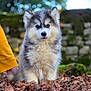 Aaron participe au concours pour gagner de l'argent avec cette photo : puppy, dog, fluffy, outdoor, leaves, nature, greenery, stone_wall, pet, animal, young_dog, cute, fur, sitting, portrait, curious, yellow_sweater, hand, soft_background, fall