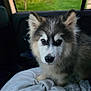 Aaron participe au concours pour gagner de l'argent avec cette photo : dog, puppy, husky, fluffy, blanket, car_interior, window, greenery, pet, animal, young, fur, ears, nose, cute, indoors, comfort, portrait, looking, soft