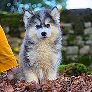Aaron participe au concours pour gagner de l'argent avec cette photo : puppy, dog, fluffy, outdoor, leaves, nature, greenery, stone_wall, pet, animal, young_dog, cute, fur, sitting, portrait, curious, yellow_sweater, hand, soft_background, fall