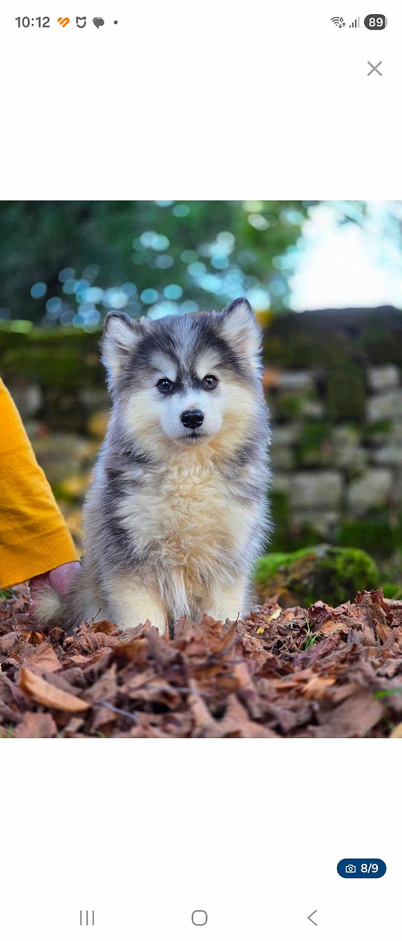 Aaron participe au concours pour gagner de l'argent avec cette photo : puppy, dog, fluffy, outdoor, leaves, nature, greenery, stone_wall, pet, animal, young_dog, cute, fur, sitting, portrait, curious, yellow_sweater, hand, soft_background, fall