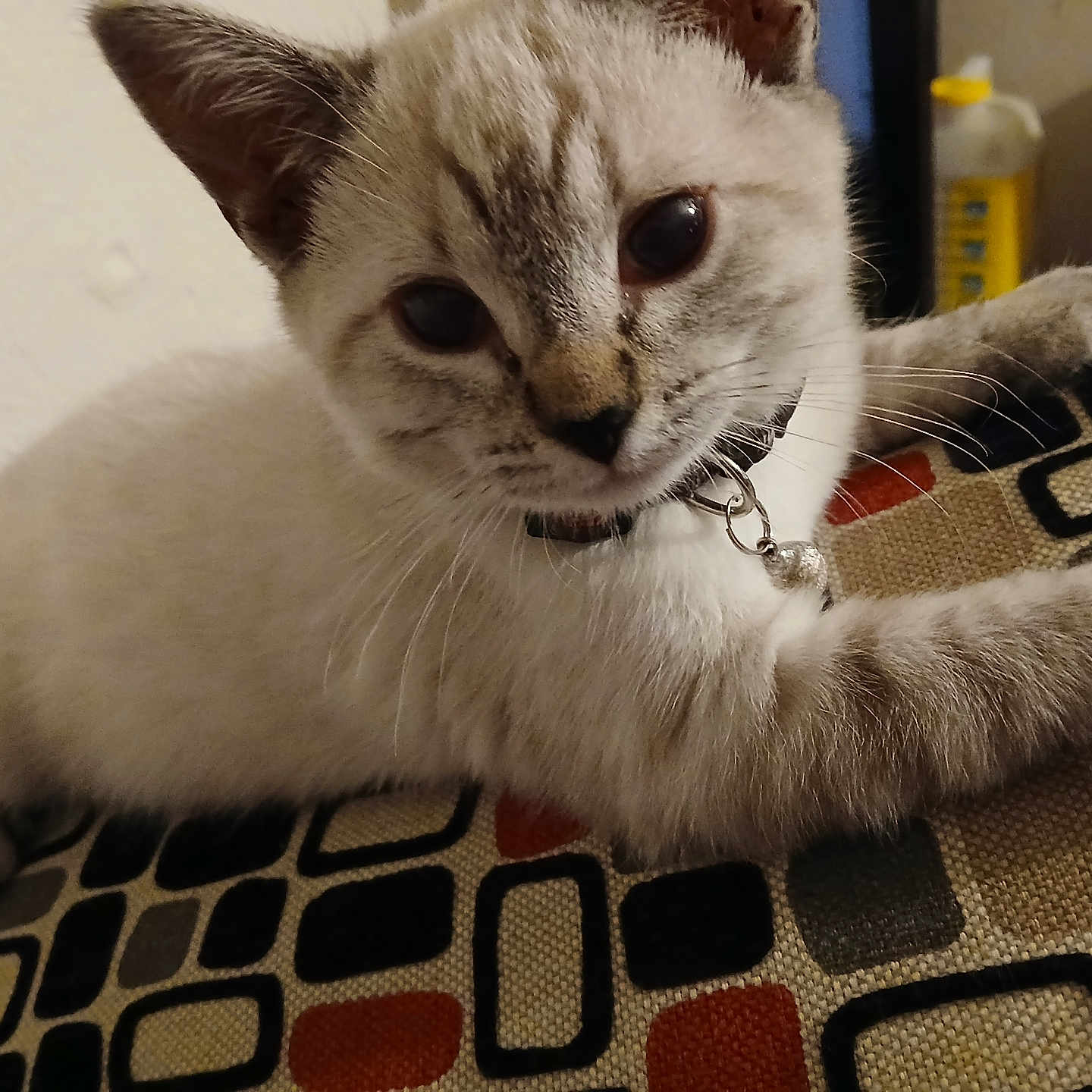 Rizzo joined the competition — help win amazing prizes! animal, bell, cat, close_up, collar, curious, cushion, cute, domestic_animal, fabric, face, feline, fur, indoor, kitten, pattern, paw, pet, resting, whiskers