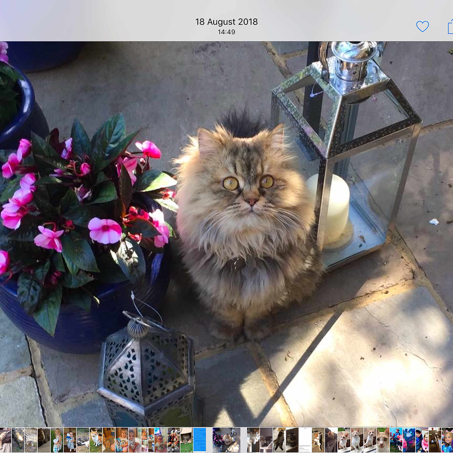 Biba joined the competition — help win amazing prizes! carnivore, cat, felidae, flower, fur, kitten, maine_coon, norwegian_forest_cat, persian, photo_caption, photography, plant, screenshot, small_to_medium_sized_cats, whiskers, wildlife
