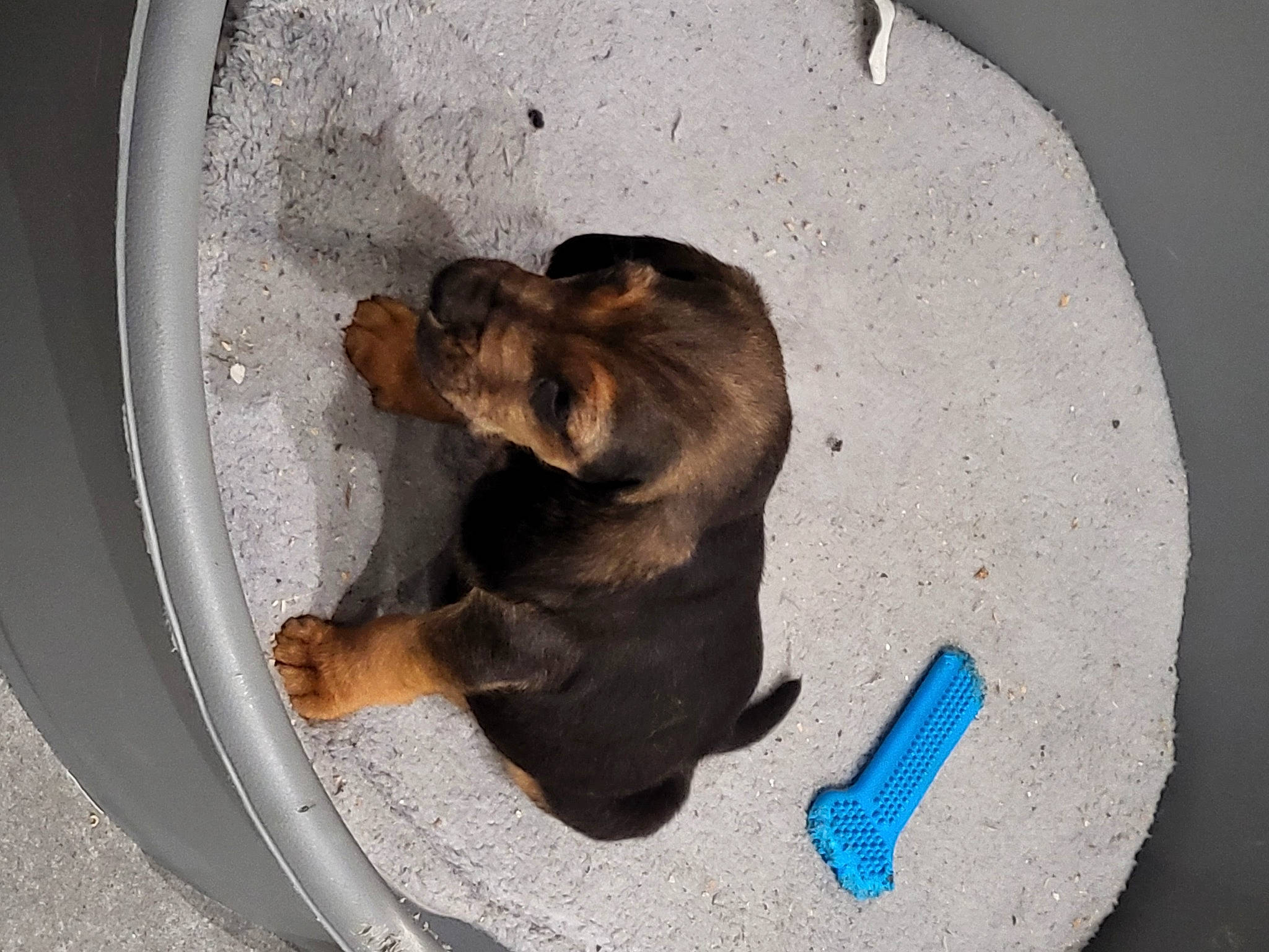 Sultant a rejoint le concours — aidez-le/la à gagner de superbes lots ! automotive_tire, carnivore, circle, comfort, dog, dog_breed, fawn, felidae, fur, liver, mammal, paw, rim, small_to_medium_sized_cats, snout, sporting_group, terrestrial_animal, whiskers, window, working_animal