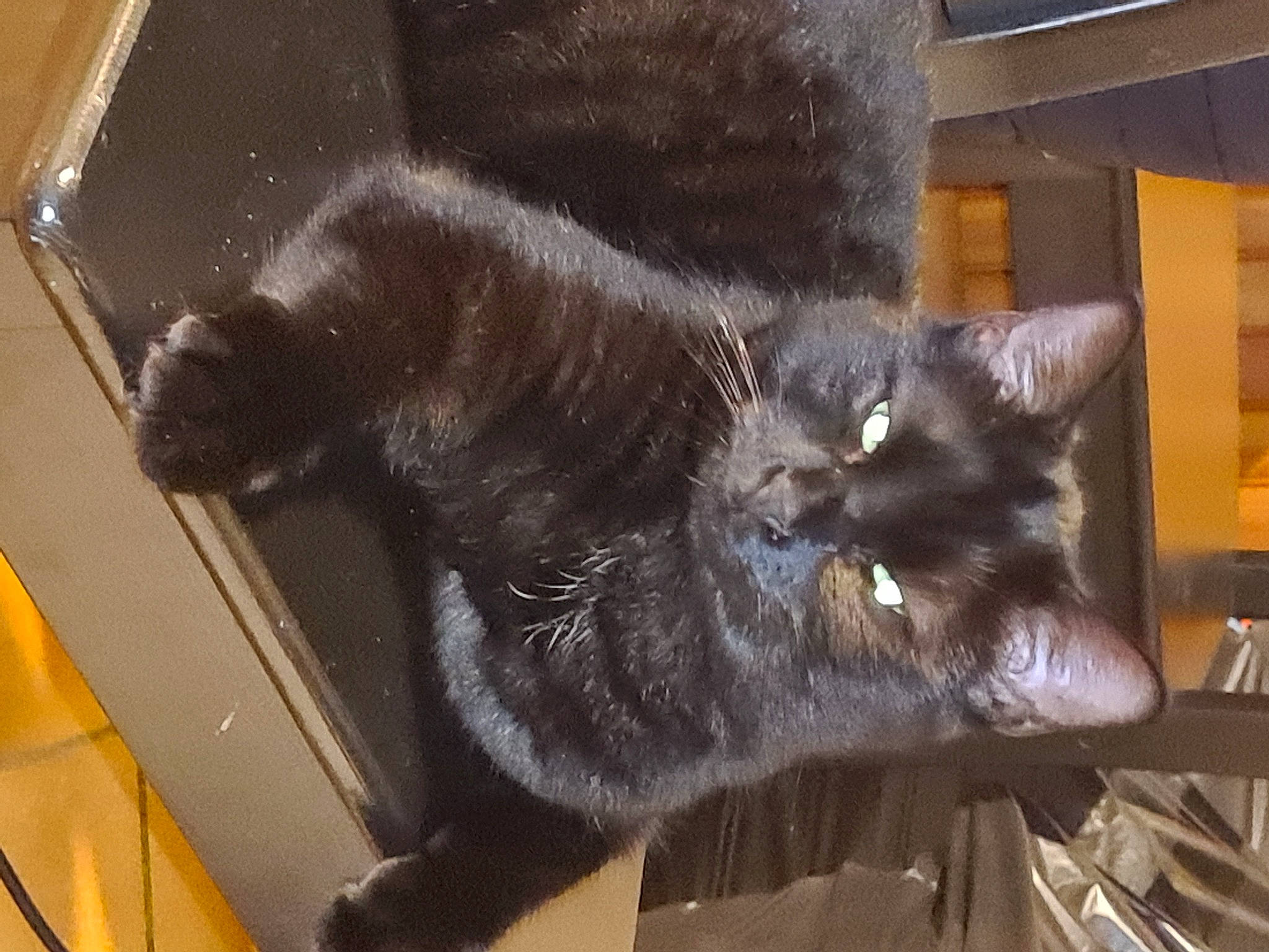 Leffe participe au concours pour gagner de l'argent avec cette photo : black_cat, bombay, carnivore, cat, claw, domestic_short_haired_cat, felidae, flooring, fur, grey, small_to_medium_sized_cats, tail, terrestrial_animal, whiskers