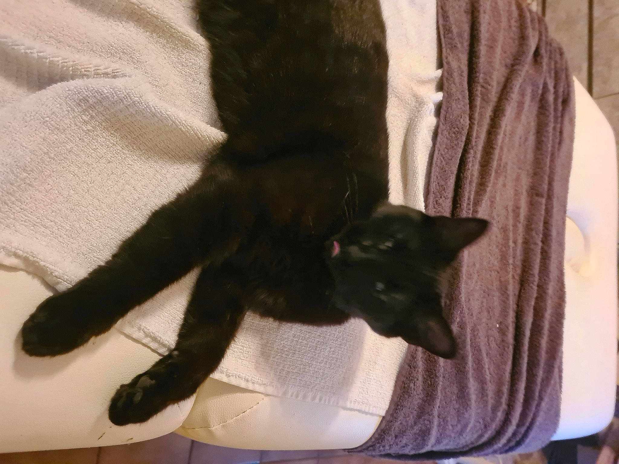 Leffe a rejoint le concours — aidez-le/la à gagner de superbes lots ! black_cat, bombay, canidae, carnivore, cat, claw, comfort, dog_breed, domestic_short_haired_cat, felidae, fur, gesture, human_leg, lap, paw, sleeve, small_to_medium_sized_cats, snout, tail, whiskers