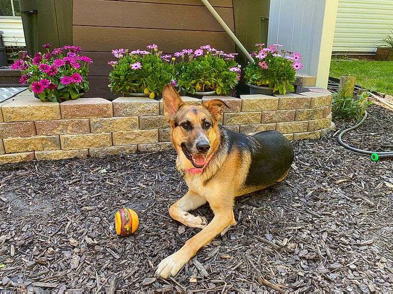 Willow joined the competition — help win amazing prizes! backyard, canidae, carnivore, collar, companion_dog, dog, dog_breed, dog_supply, door, fawn, garden, guard_dog, home_door, lawn, pumpkin, shrub, siding, snout, sporting_group, yard