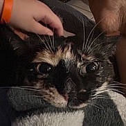 Mizu joined the competition — help win amazing prizes! cat, tortoiseshell_cat, close_up, pet, hand, wristband, orange_wristband, whiskers, eyes, face, fur, blanket, cozy, indoor, person, comfort, animal, domestic, resting, soft