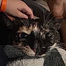 cat, tortoiseshell_cat, close_up, pet, hand, wristband, orange_wristband, whiskers, eyes, face, fur, blanket, cozy, indoor, person, comfort, animal, domestic, resting, soft