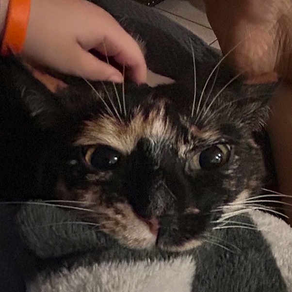 Mizu joined the competition — help win amazing prizes! cat, tortoiseshell_cat, close_up, pet, hand, wristband, orange_wristband, whiskers, eyes, face, fur, blanket, cozy, indoor, person, comfort, animal, domestic, resting, soft