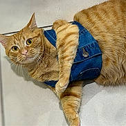 Kitty joined the competition — help win amazing prizes! cat, ginger_cat, orange_fur, denim_vest, pet_clothing, indoor, floor, curious, feline, whiskers, ears, paws, fur_texture, animal, cute, domestic_cat, relaxed, looking_at_camera, portrait, single_animal