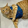 cat, ginger_cat, orange_fur, denim_vest, pet_clothing, indoor, floor, curious, feline, whiskers, ears, paws, fur_texture, animal, cute, domestic_cat, relaxed, looking_at_camera, portrait, single_animal