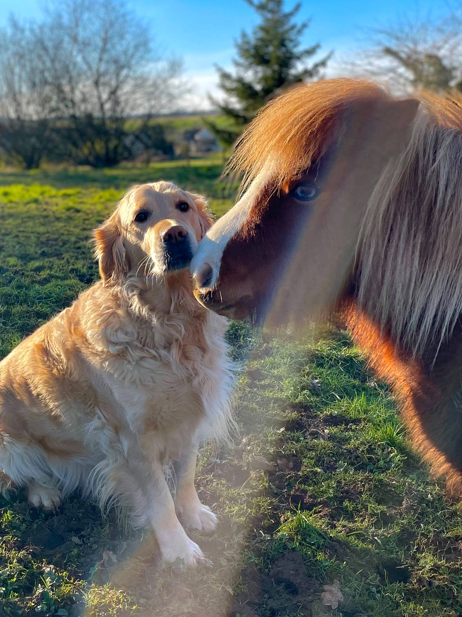 Lassy participe au concours pour gagner de l'argent avec cette photo : canidae, carnivore, collar, companion_dog, dog, dog_breed, fawn, field, fur, hunting_dog, liver, mammal, retriever, snout, sporting_group, sunlight, tail, vertebrate, whiskers, working_animal
