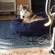Nanuk is registered to the contest to win money with this photo: husky, dog, pet_bed, blue_eyes, carpet, vacuum_cleaner, cardboard_box, indoor, floor, fur, animal, resting, collar, cozy, home, appliance, cord, light, pattern, relaxing