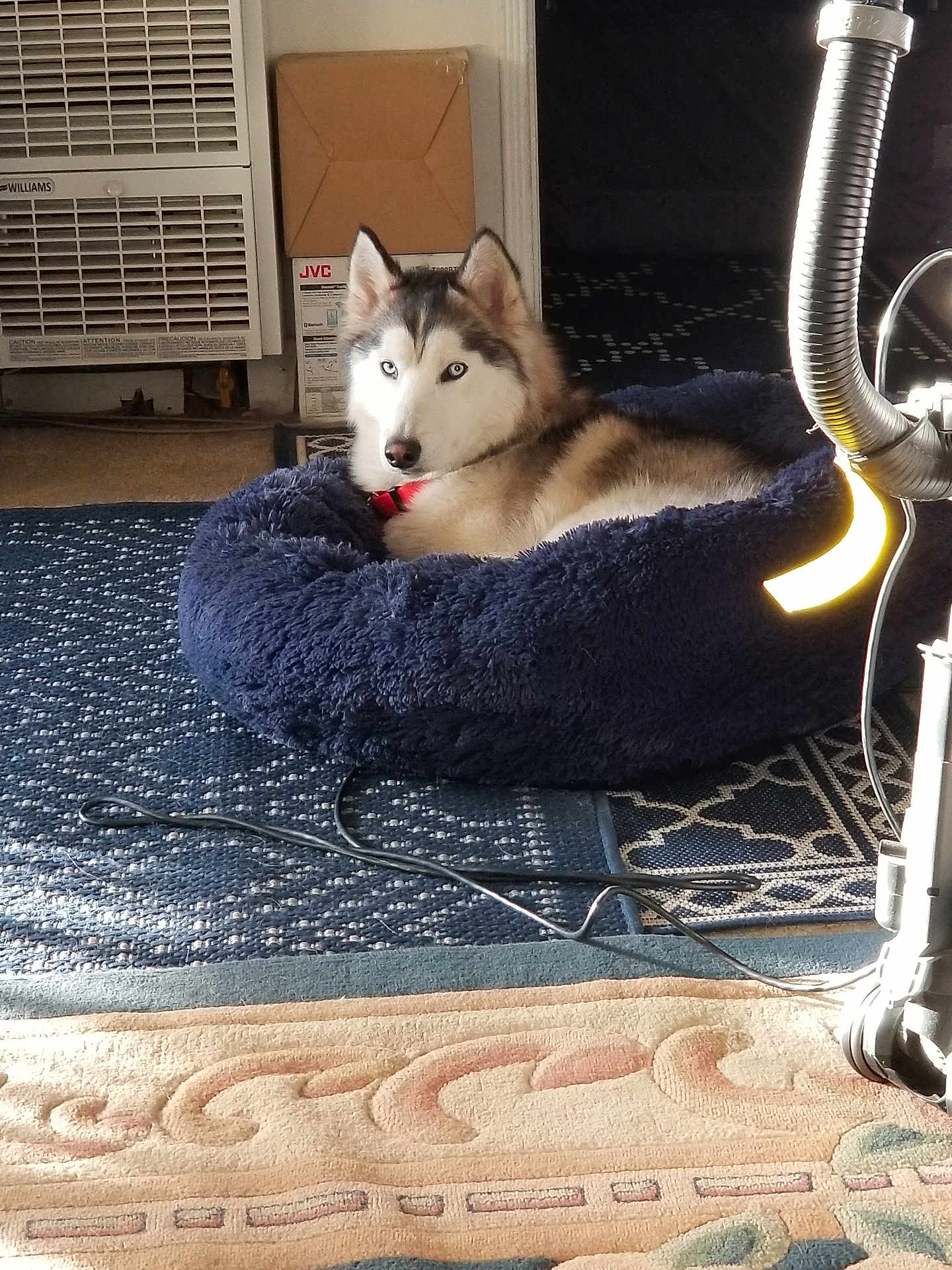 Nanuk