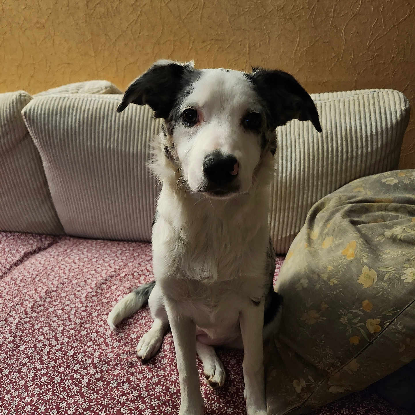 Maya