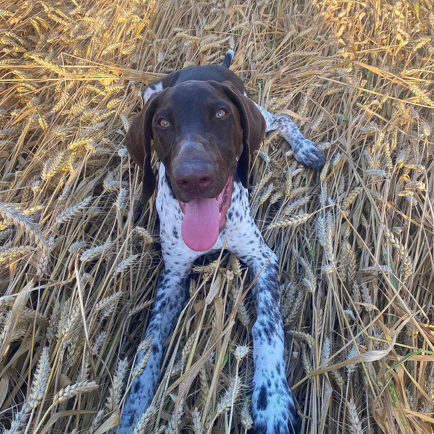 Uniform participe au concours pour gagner de l'argent avec cette photo : animal, canine, countryside, dog, face, field, grass, grassland, head, hound, nature, outdoors, person, pet, photography, plant, pointer, portrait, puppy, straw