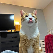 Omelette joined the competition — help win amazing prizes! blanket, cat, chair, cozy, cute, domestic, ears, feline, fur, furniture, home, indoor, lamp, orange_cat, pet, playful, tongue_out, tv, whiskers, white_cat