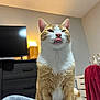 blanket, cat, chair, cozy, cute, domestic, ears, feline, fur, furniture, home, indoor, lamp, orange_cat, pet, playful, tongue_out, tv, whiskers, white_cat