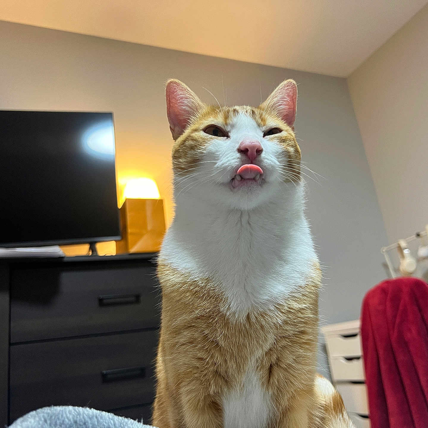 Omelette joined the competition — help win amazing prizes! blanket, cat, chair, cozy, cute, domestic, ears, feline, fur, furniture, home, indoor, lamp, orange_cat, pet, playful, tongue_out, tv, whiskers, white_cat