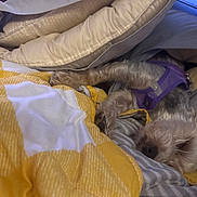 Violet Baca joined the competition — help win amazing prizes! blanket, canine, comfort, cozy, cute, dog, fur, fur_texture, gray, indoor, nap, pet, pillow, purple_harness, relaxation, resting, sleeping, snuggle, soft, yellow