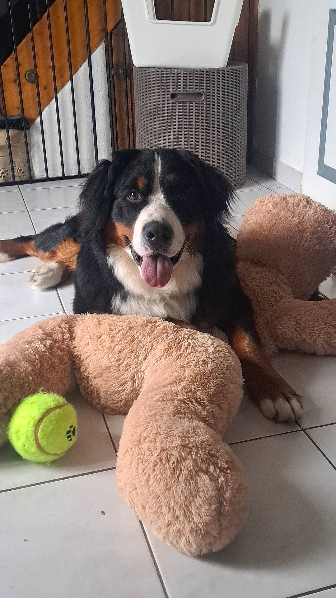 Shelby a rejoint le concours — aidez-le/la à gagner de superbes lots ! ball, bernese_mountain_dog, canidae, carnivore, companion_dog, dog, dog_breed, dog_toy, door, flooring, fur, giant_dog_breed, herding_dog, picture_frame, plush, smile, sporting_group, stuffed_toy, tennis_ball, toy