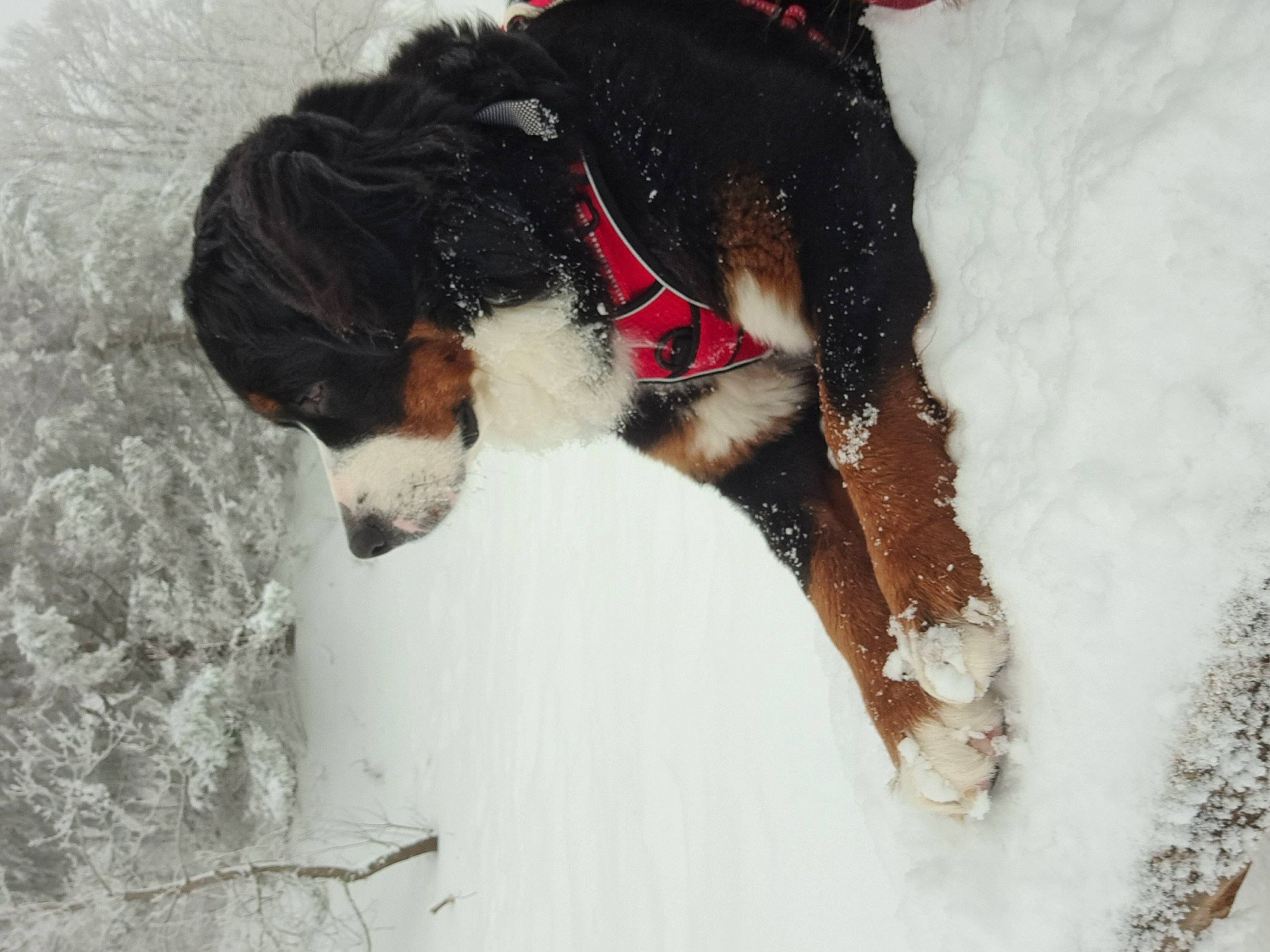 Shelby participe au concours pour gagner de l'argent avec cette photo : canidae, carnivore, collar, companion_dog, dog, dog_breed, dog_collar, dog_supply, fawn, freezing, fur, pet_supply, playing_in_the_snow, recreation, snout, snow, sporting_group, tail, winter, working_animal
