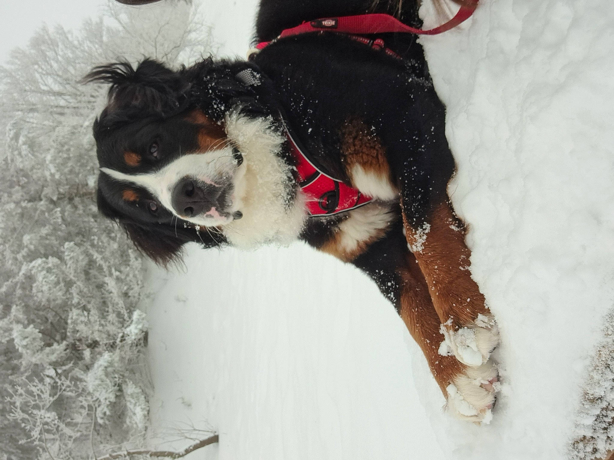 Shelby a rejoint le concours — aidez-le/la à gagner de superbes lots ! bernese_mountain_dog, canidae, carnivore, collar, companion_dog, dog, dog_breed, dog_collar, dog_supply, freezing, fur, herding_dog, leash, pet_supply, snout, snow, sporting_group, winter, working_animal, working_dog