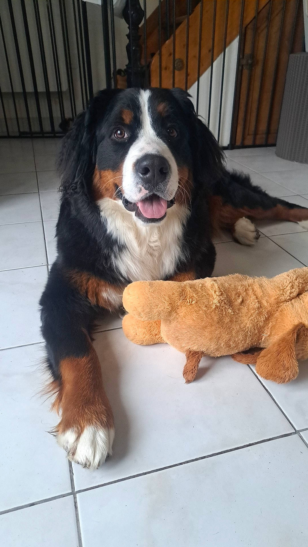 Shelby participe au concours pour gagner de l'argent avec cette photo : ball, bernese_mountain_dog, canidae, carnivore, companion_dog, dog, dog_breed, dog_toy, door, fur, giant_dog_breed, liver, pet_supply, snout, sporting_group, stuffed_toy, terrestrial_animal, wood, working_animal, working_dog