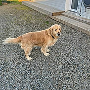 Woody a rejoint le concours — aidez-le/la à gagner de superbes lots ! golden_retriever, dog, outdoor, gravel, deck, house, door, sunlight, shadow, fence, grass, garden, pet, animal, canine, walking, daylight, collar, side_view, calm