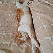 Lev participe au concours pour gagner de l'argent avec cette photo : cat, sleeping, bed, blanket, feline, pet, indoor, relaxation, cozy, ginger, white, paw, fur, resting, cute, domestic_animal, animal, soft, comfort, peaceful