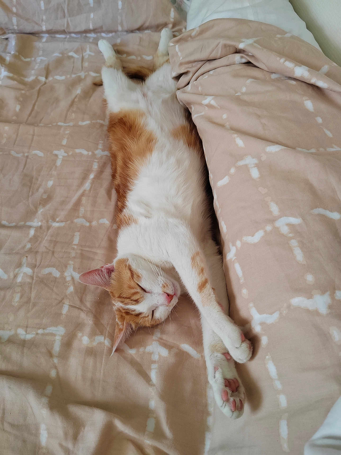 Lev participe au concours pour gagner de l'argent avec cette photo : cat, sleeping, bed, blanket, feline, pet, indoor, relaxation, cozy, ginger, white, paw, fur, resting, cute, domestic_animal, animal, soft, comfort, peaceful