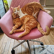 Sherlouch participe au concours pour gagner de l'argent avec cette photo : cat, ginger_cat, orange_cat, feline, pets, indoor, chair, pink_chair, wooden_floor, cat_tree, cozy, snuggling, resting, domestic, cute, affection, relaxed, fur, home, living_room