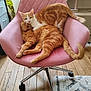 affection, cat, cat_tree, chair, cozy, cute, domestic, feline, fur, ginger_cat, home, indoor, living_room, orange_cat, pets, pink_chair, relaxed, resting, snuggling, wooden_floor