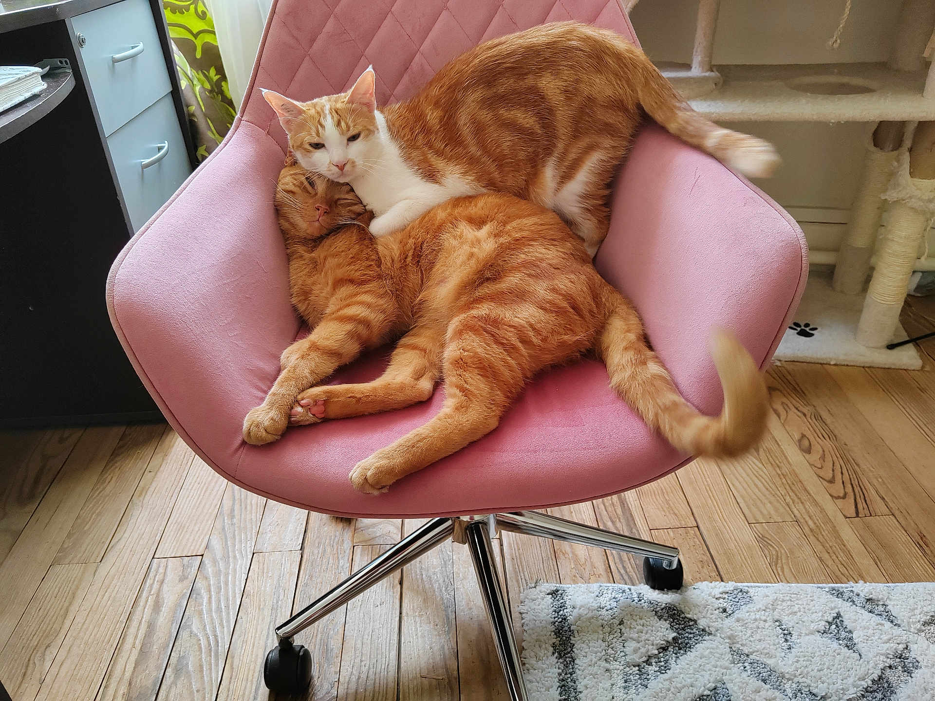 Sherlouch participe au concours pour gagner de l'argent avec cette photo : cat, ginger_cat, orange_cat, feline, pets, indoor, chair, pink_chair, wooden_floor, cat_tree, cozy, snuggling, resting, domestic, cute, affection, relaxed, fur, home, living_room