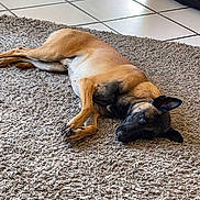 Reïko a rejoint le concours — aidez-le/la à gagner de superbes lots ! dog, canine, lying_down, resting, indoor, rug, floor, tile_floor, wooden_furniture, brown_dog, pet, animal, relaxed, quiet, home, living_room, cozy, ears_up, looking, calm