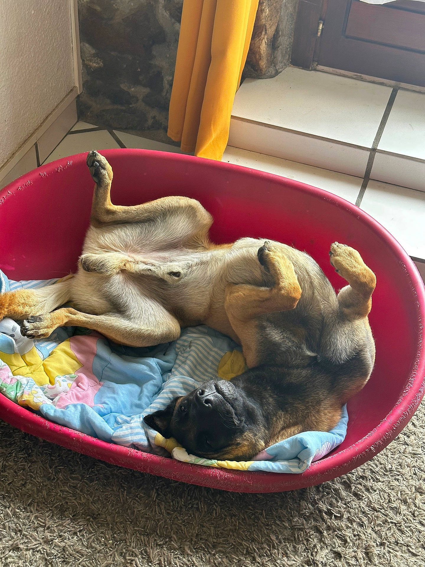 Reïko a rejoint le concours — aidez-le/la à gagner de superbes lots ! animal, canine, carpet, comfort, curtain, cute, dog, fur, home, indoor, lying_down, paw, pet_bed, quilt, red_bed, relaxed, resting, snout, tiled_floor, upside_down