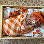 Grayson joined the competition — help win amazing prizes! baby, sleeping, swaddled, blanket, wooden_box, candy_corn, pumpkin_hat, halloween, orange, white, checkered_pattern, pacifier, hand, festive, holiday, cute, cozy, infant, bedroom, background