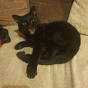 Squeak joined the competition — help win amazing prizes! black_cat, cat, pet, animal, feline, indoor, couch, furniture, resting, mouth_open, whiskers, paw, fur, ears, eyes, domestic_cat, cozy, living_room, relaxed, curled_up