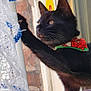 Squeak joined the competition — help win amazing prizes! cat, black_cat, window, curtain, lace, blue_trim, paw, bandana, indoor, windowsill, brick_wall, pet, animal, curious, playful, backpack, closeup, orange_eyes, feline, home