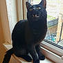 Squeak is registered to the contest to win money with this photo: black_cat, cat, window, windowsill, indoor, pet, animal, feline, yellow_eyes, sitting, looking_up, fangs, fur, whiskers, daylight, house, wall, tail, curious, domestic_cat