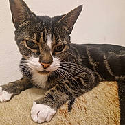 Eggzie is registered to the contest to win money with this photo: cat, tabby, white_paws, white_chest, fur, whiskers, close_up, indoor, animal, pet, resting, patterned_surface, wall, mammal, feline, relaxed, portrait, looking, eyes, domestic