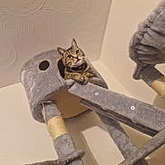 Pudding is registered to the contest to win money with this photo: cat, tabby, cat_tree, indoor, pet, feline, curious, cozy, plush, gray, looking_up, animal, fur, whiskers, claws, paws, collar, home, wall, ceiling