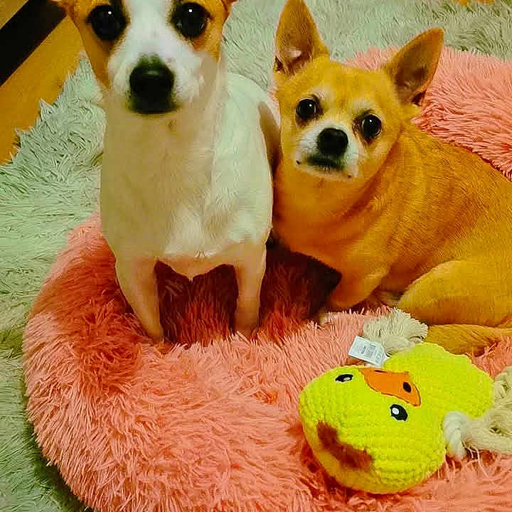 Rocco Et Louna participe au concours pour gagner de l'argent avec cette photo : animal, black_nose, brown_and_white, carpet, companions, cute, dog, domestic_animal, ears, floor, fluffy_bed, fur, indoor, looking_up, pet, resting, small_dog, tan, toy, yellow_duck_toy