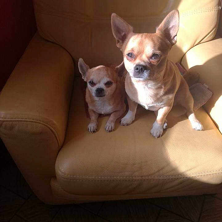 Rocco Et Nina