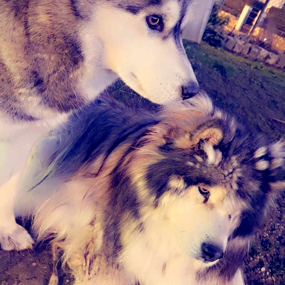 Kendjy Ruby participe au concours pour gagner de l'argent avec cette photo : animal, brick_wall, canine, companion, dog, domestic_animal, evening, fence, fluffy, fur, grass, husky, mammal, nature, outdoor, pet, quiet, side_view, two_dogs, yard