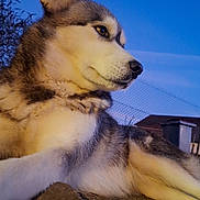 Kendjy Ruby participe au concours pour gagner de l'argent avec cette photo : animal, backyard, canine, dog, evening, fence, fur, husky, mammal, nature, outdoor, pet, portrait, quiet, resting, side_view, sky, stone, twilight, watchful